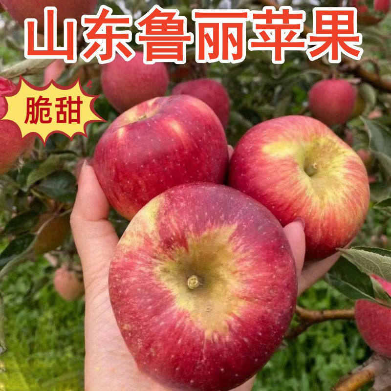 山东鲁丽苹果时令新鲜水果现摘现发货脆甜多汁好吃孕妇水果包邮