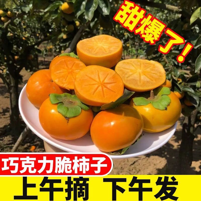 现货云南巧克力脆柿子新鲜糖心硬柿子应当季水果黄甜软柿整箱包邮
