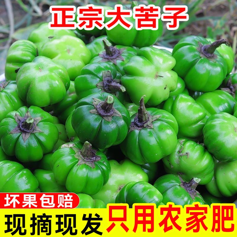 大苦子果速发新鲜现摘大苦子苦菜农家肥灌溉人工精苦子菜坏了包赔