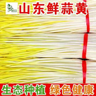 鲜嫩蒜黄大蒜苗当季现割蔬菜农家大蒜香味十足年新鲜种植蒜黄