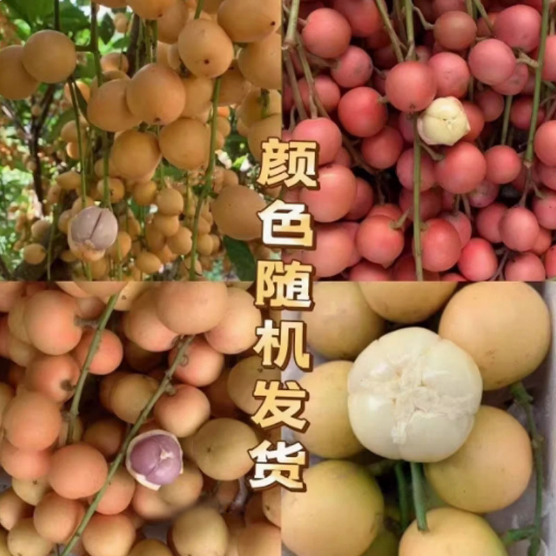 三丫果木乃果木奶果罕见奇异应当季野外水果酸甜水果包邮现摘现发