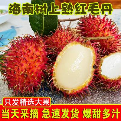 红毛丹新鲜毛荔枝现摘现发应当季东南亚热带孕妇宝宝水果整箱包邮