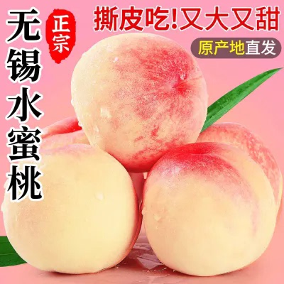 正宗无锡水蜜桃正宗当季新鲜应季水果时令鲜桃礼盒整箱白凤桃软