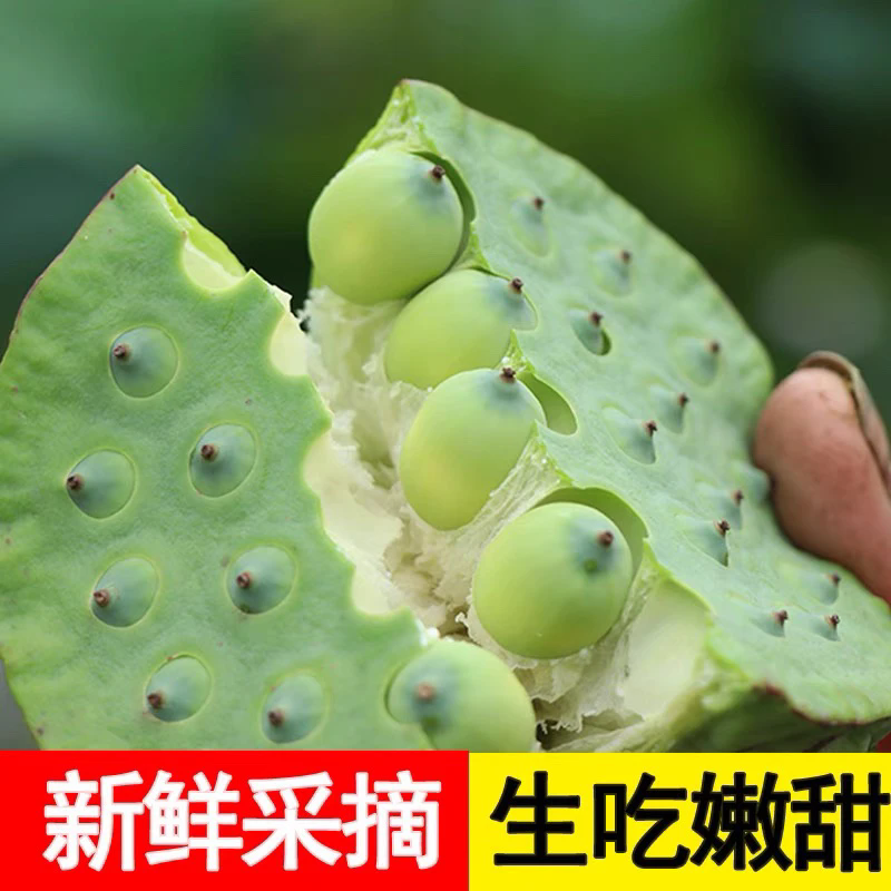 新鲜莲蓬应当季蔬菜现摘现发莲子生吃生吃嫩甜饱满嫩莲子生鲜头茬