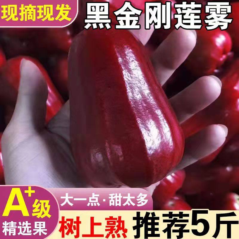 正宗当季黑金刚莲雾新鲜水果孕妇水果补水仙女果雾莲一整箱包邮,水产肉类/新鲜蔬果/熟食,莲雾,淘宝优惠券,粉丝福利购,淘宝优惠卷