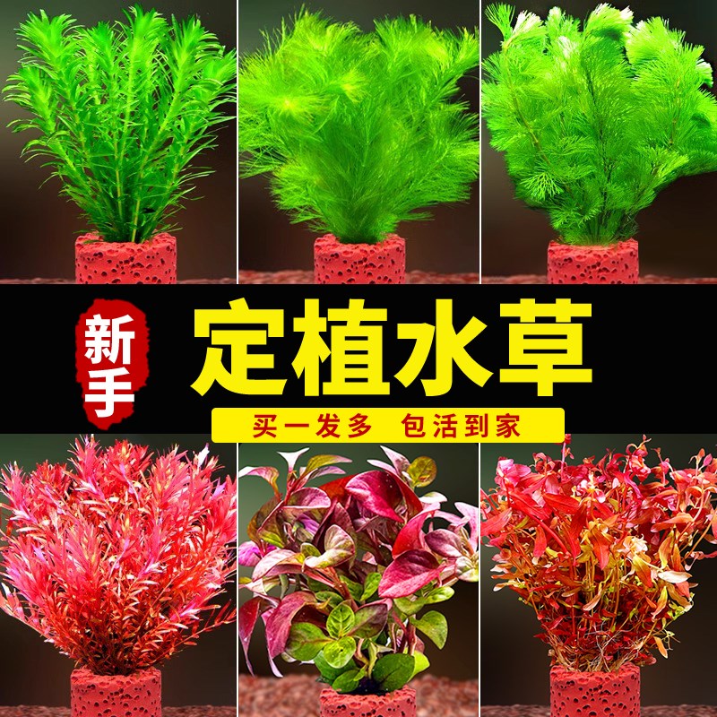 速发鱼缸水草植物造泡水榕蜈蚣绿菊冒景和水培菌净鱼共养阴性真草