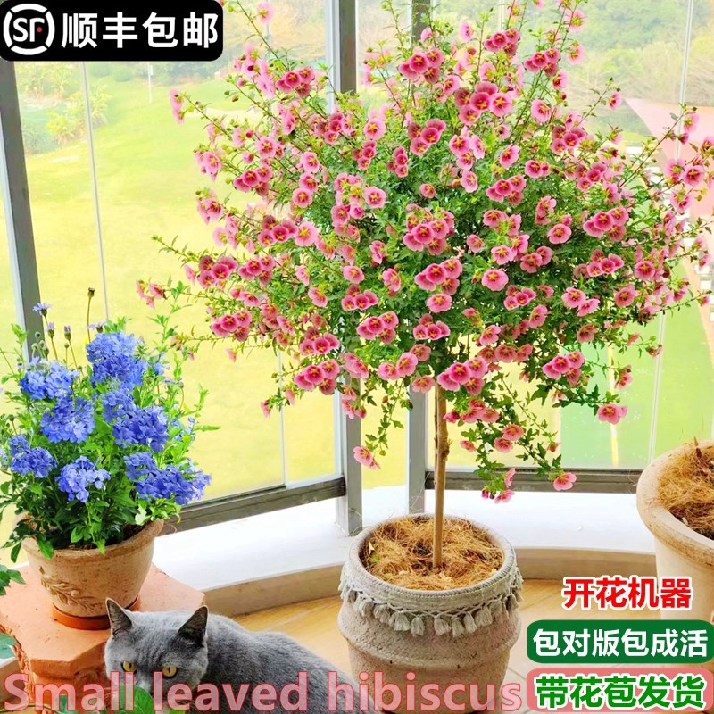 速发小木槿棒内糖花苗栽雪花果汁台月季花卉盆蓝室棒植物台带花苞