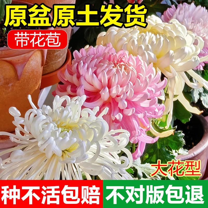 速发菊花盆栽带花四苞季开花可食用特大乒乓大菊花苗大花菊苗植物
