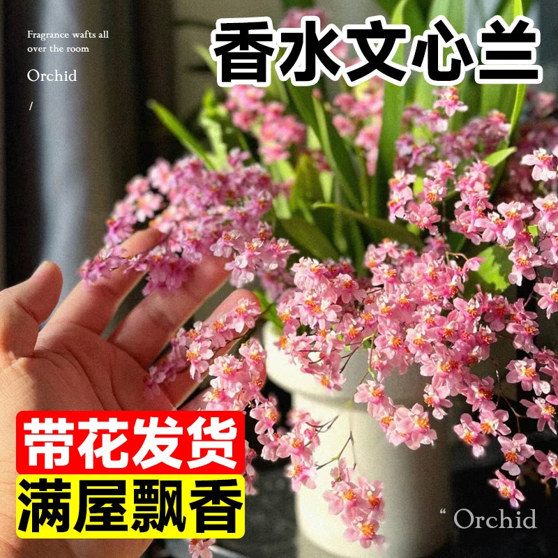 速发文心兰盆栽带花苞绿香兰水培梦植物室内台兰花花卉秋冬好养