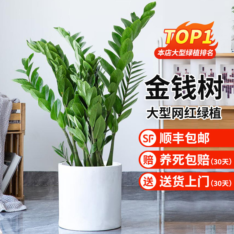 速发金摇树盆栽植物室内花卉大型客厅好养大钱钱串子招发小财财树