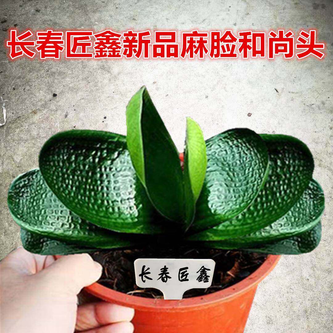 长春匠鑫精品君子兰 麻脸和尚 珍珠虎头油匠宽短叶圆头盆栽小苗