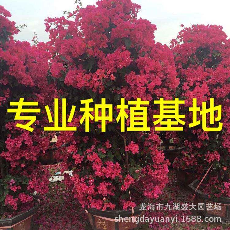 福建红花三角梅盆景价格多色三角梅树桩四川三角梅桩头报价
