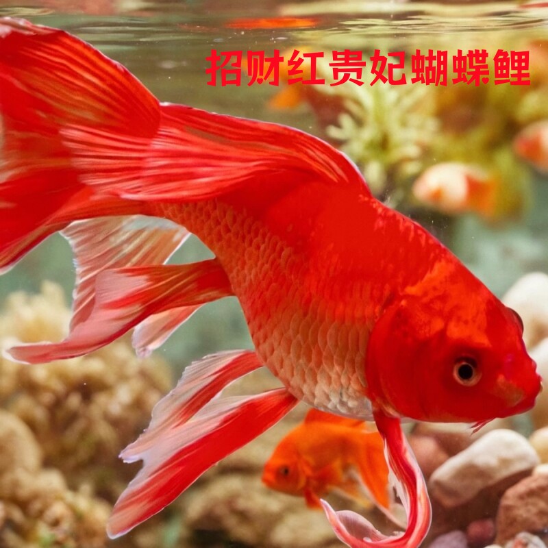 台湾红色蝴蝶鲤长鳍大尾球体红贵妃蝴蝶鲤冷水鱼招财宠物鱼观赏鱼