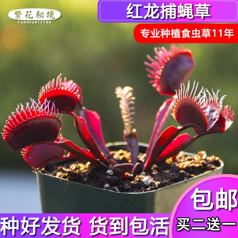 红龙捕蝇草【全红直立品种大型品种可爱多肉盆栽绿植食人花】