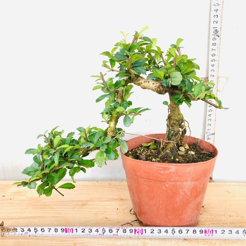 悬崖牡丹栀子花提根飘枝九里香造型罗汉松盆景白蜡女贞微盆景老桩
