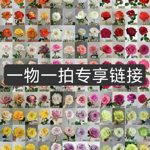 一物一拍玫瑰切花浓香大花月季