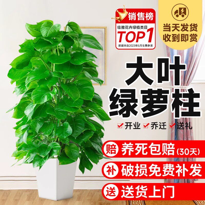 大叶绿萝柱盆栽客厅大型绿植办公室内除甲醛净化空气新房好养绿箩