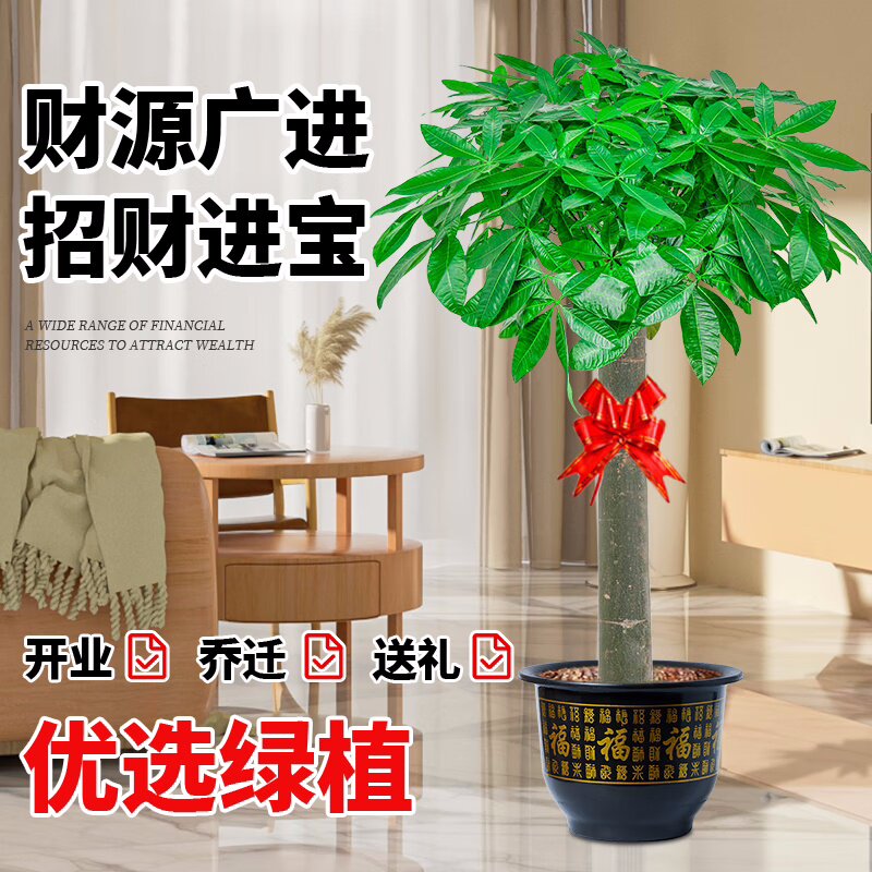 发财树盆栽大棵室内摆客厅大型步步高招财树绿植物办公室乔迁开业