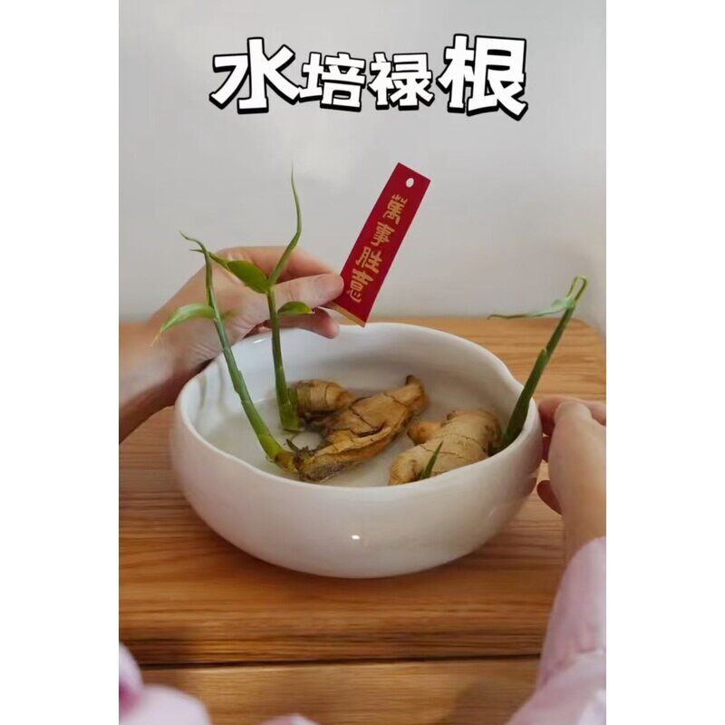 速发禄根花盆种植生姜国潮水培水仙花睡莲碗铜钱草花盆禅意风陶瓷