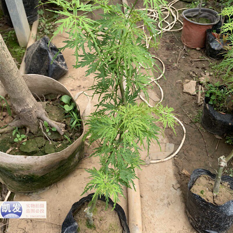 红枫青龙羽毛红枫红枫小苗彩叶枫彩叶苗绿化庭院耐V寒植物盆栽实