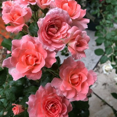 芳香王阳台月季花苗大花微月多季浓香盆栽玫瑰花T庭院勤花香香公