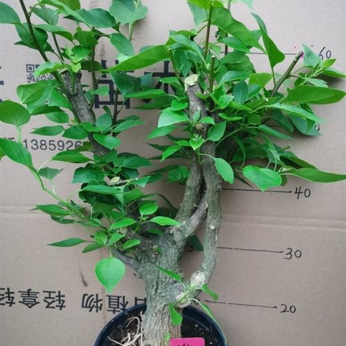 勒杜鹃--绿樱老桩三角梅本店满48元自动包邮庭Q院种植阳台楼顶观