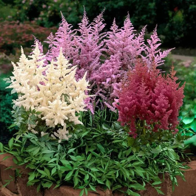 落新妇盆栽d带花苞阳台庭院球根花镜植物多年生宿根花卉络新妇大