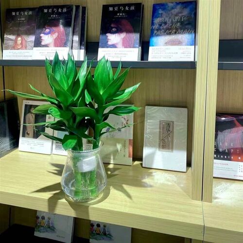 观音竹水培f绿植盆栽富贵竹水养办公客厅长青净化空气鲜花