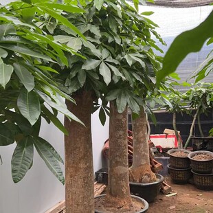 发财树大颗c客厅大粗杆室内办公室盆景乔迁开业送礼观叶绿植吸甲