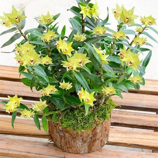 【大号-带木桩】铁t皮石斛3年苗树桩盆栽室内绿植