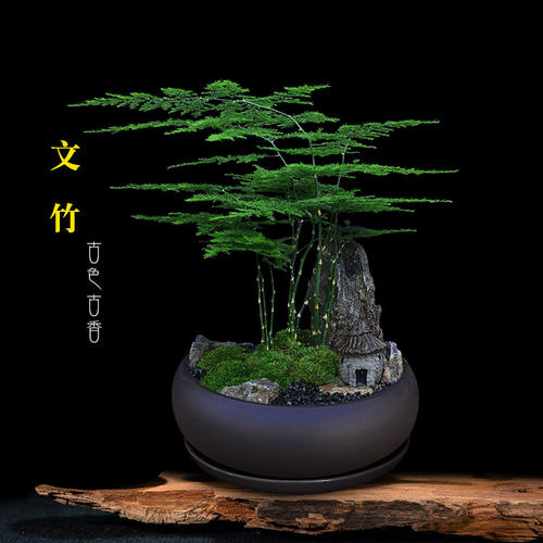 文竹盆栽室内客厅好养绿植微w景观造景办公室桌面摆件山石苔藓盆