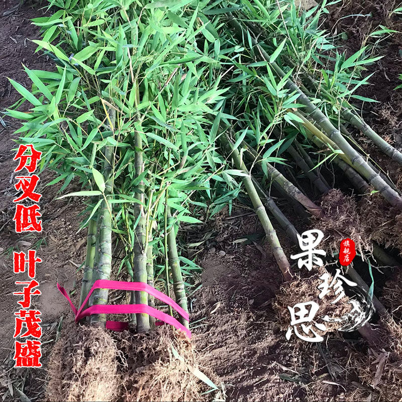 四季青罗汉竹苗佛肚竹子苗盆栽景A观竹庭院室内观赏竹小型竹子植