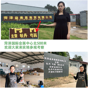 菏泽牡丹花鲜切花基地直发重x瓣观赏A级优质鲜花家用水养牡丹鲜花