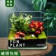 苔藓生态缸玻璃捕蝇o微景观私人花园客厅室内食虫植物种好发货易