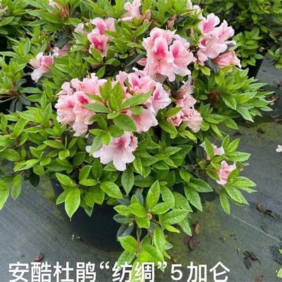 安库杜鹃纺绸 复色四季开花庭z院阳台绿植室内耐旱花卉杜鹃花苗酷