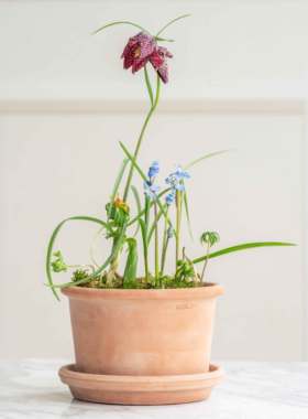 EV陶盆圆舞曲系列透气透水不变色意大利进口经典摩卡ins花盆