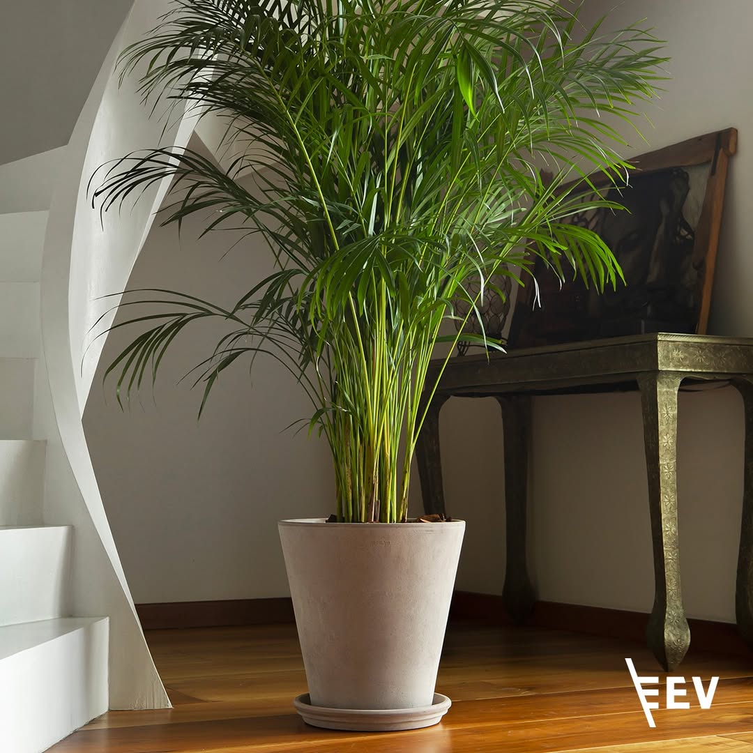 EV陶盆进口司徒盆透气透水