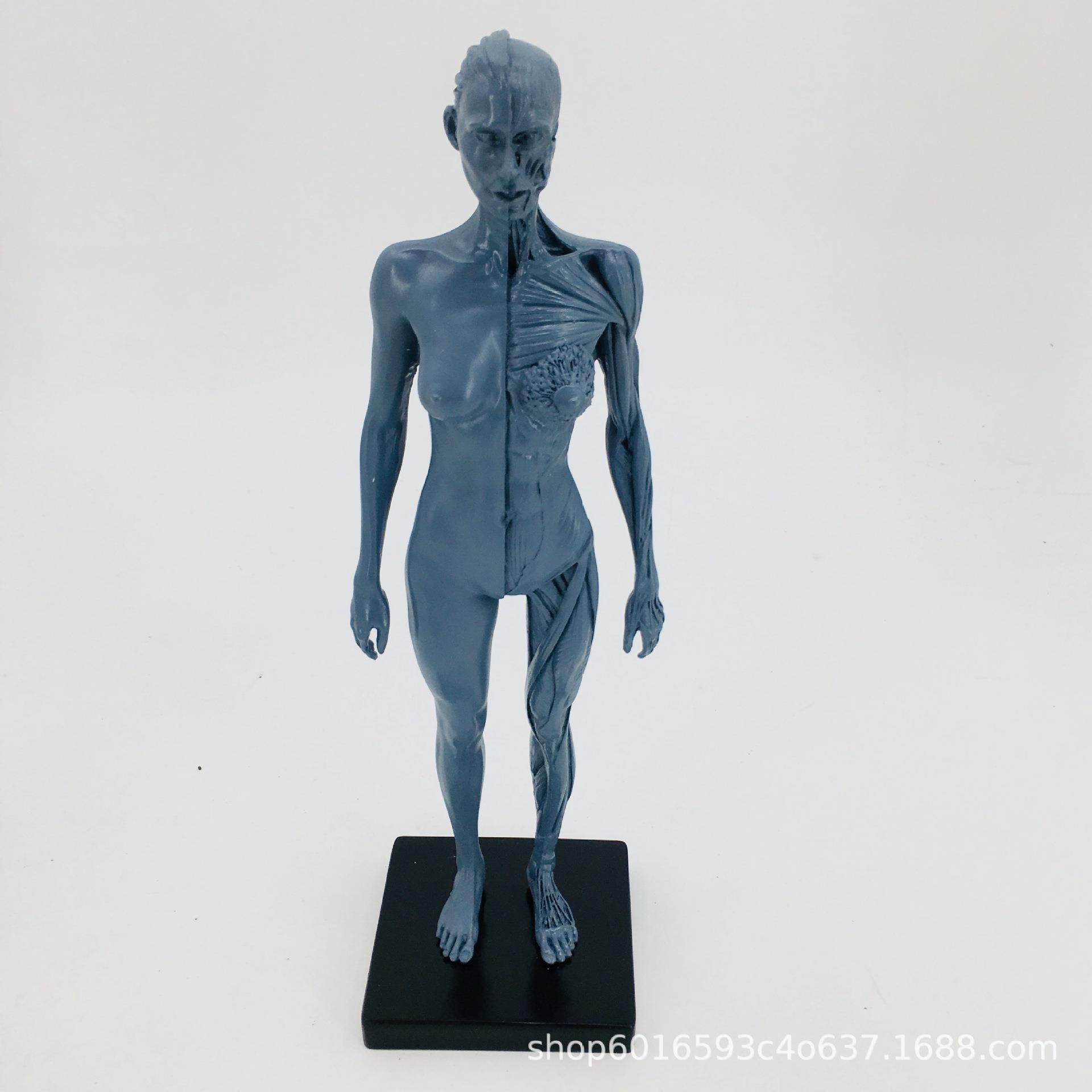 30cm雕塑绘画C参考头骨结构用人艺体肌肉骼解剖模型骨G灰胚男女,文具电教/文化用品/商务用品,教学标本/模型,淘宝优惠券,粉丝福利购,淘宝优惠卷