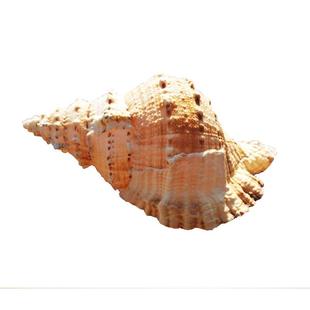 天然真海螺贝壳摆件工艺品鱼缸造景海螺超级特大号角可吹玩具深海