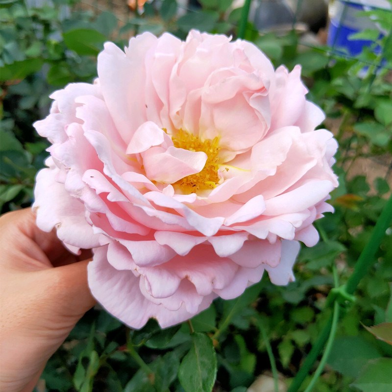 【稀有品种】索菲罗莎月季 新品种 四季开花月季玫瑰花苗大苗