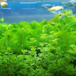 鱼缸水草绿菊草净水金鱼藻增氧草缸植物形懒人水草会开花的阴性草