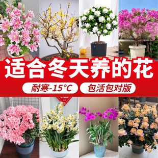 耐寒耐冻花卉盆栽易活四季开花室外植物适合冬天养的花冬季种的花