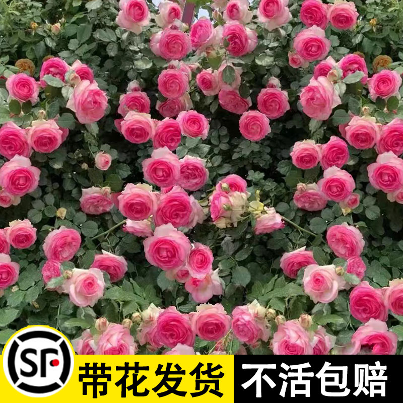 粉色龙沙宝石月季爬藤蔷薇花苗大花浓香四季开花庭院爬墙植物盆栽