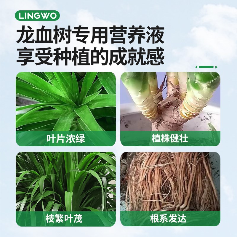 龙血树专用营养液室内外花卉绿植植物盆栽专用肥治黄叶通用液体肥