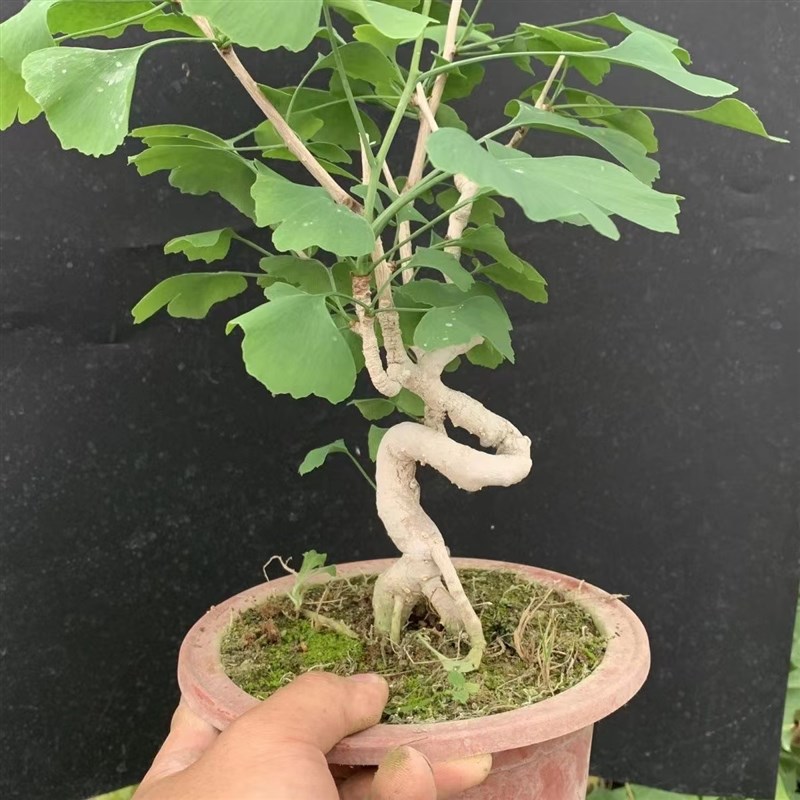 曲杆瓜子黄杨苗微型盆景地柏塑形黑松造型矮化银杏白果长青绿植苗