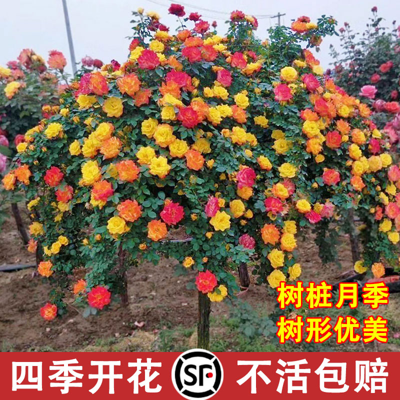 树桩月季特大花庭院阳台高杆棒棒糖树状花苗多色带花四季开花植物