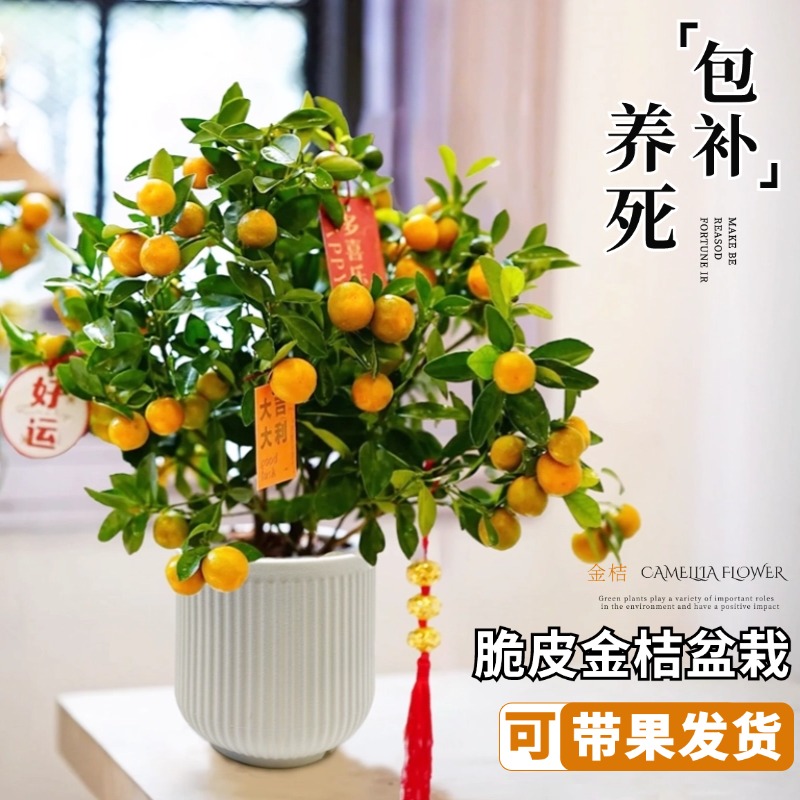 四季金桔盆栽带果脆皮金橘室内果树年桔子可食用植物招财绿植花卉