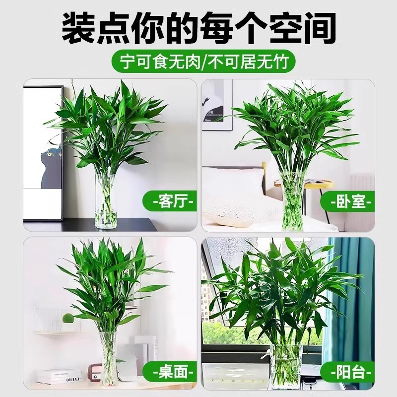 富贵竹水培植物客厅办公桌招财盆栽节节高粗杆带根可水养摆件绿植