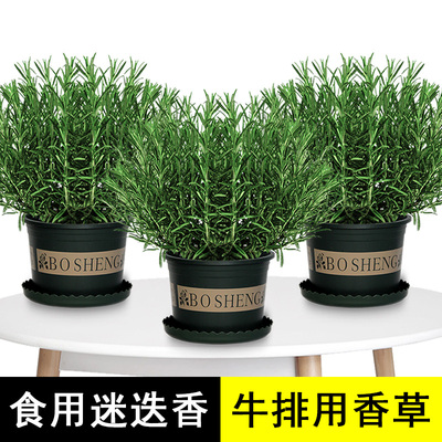 迷迭香盆栽可食用香草牛排用驱蚊植物新鲜水培花卉绿植百里香调料