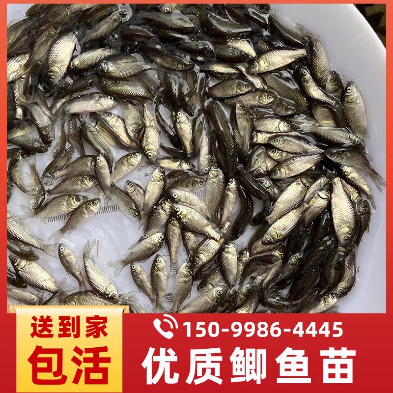鲫鱼苗大规格中科5号大板鲫鱼塘养殖白鲫银鲫东北鲫土鲫彭泽鲫 - 实物图